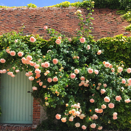 Фото Роза плетистая-клаймбер Полька