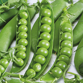 Горох Бутана