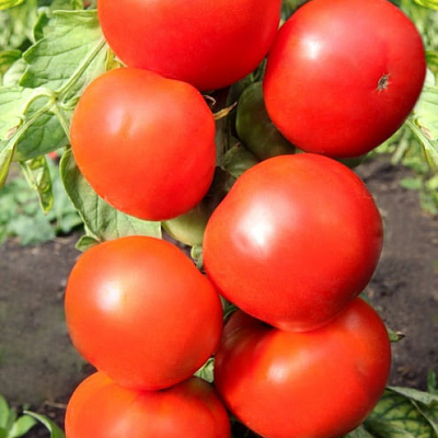 Помидор Атлант F1