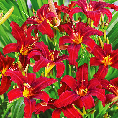 Лилейник Кримсон пират