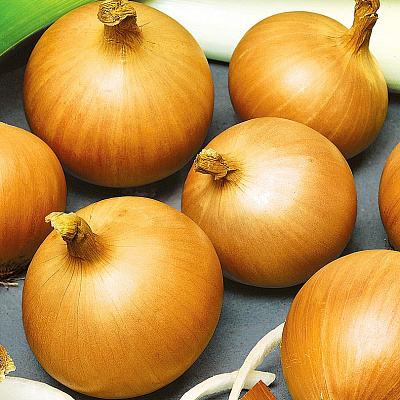 Лук репчатый Соколик F1 0,8гр