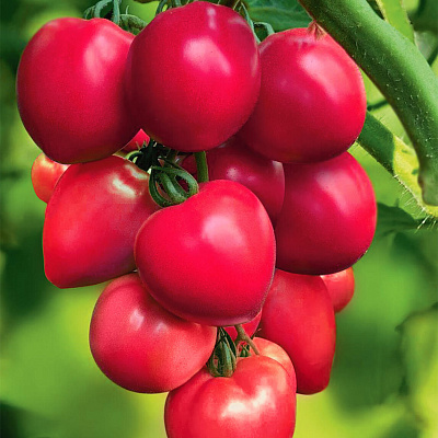 Помидор Пинк Хайп F1