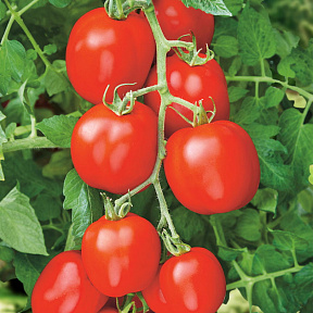 Помидор Герой ранних F1