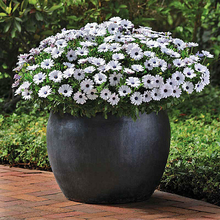 Фото Остеоспермум Акила Белый с глазком