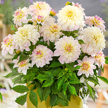 Фото Георгин миниатюрный Гэллери Моне