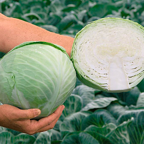 Капуста белокочанная Анкома F1 16шт