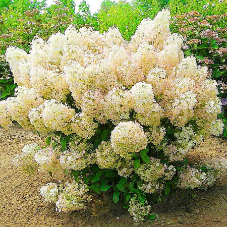Фото Гортензия метельчатая Бобо
