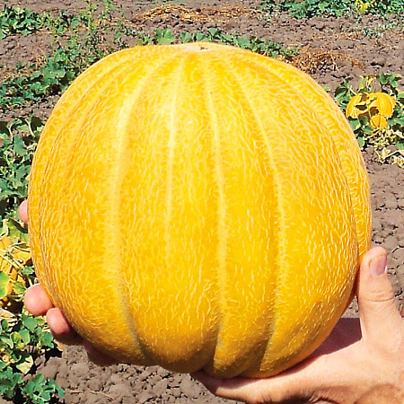 Фото Дыня Эфиопка