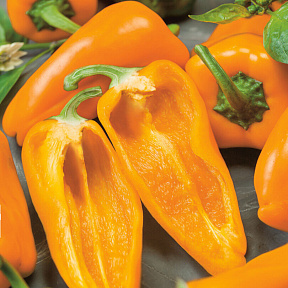 Перец сладкий Арамис F1