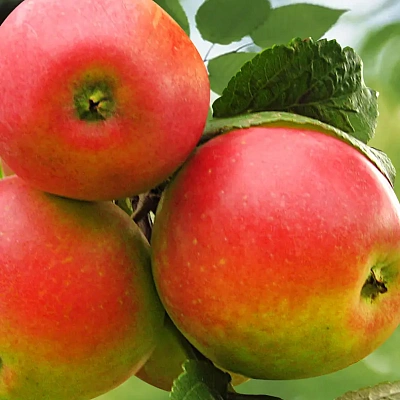 Яблоня Краса Свердловска