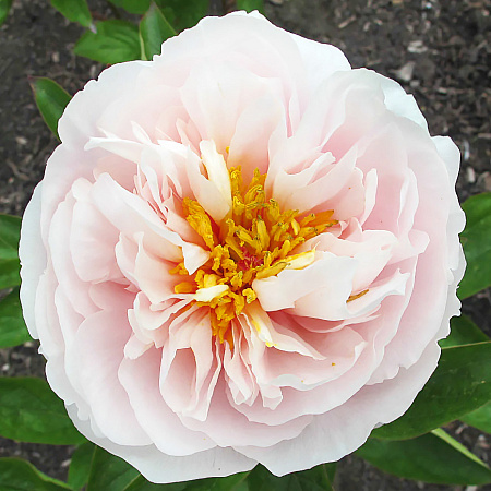 Фото Пион Блашинг Принцесс