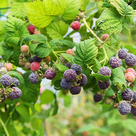 Фото Малина летняя черноплодная Глен Кое