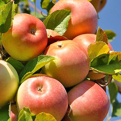 Яблоня Исетское позднее