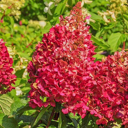 Фото Гортензия метельчатая Вимс Ред