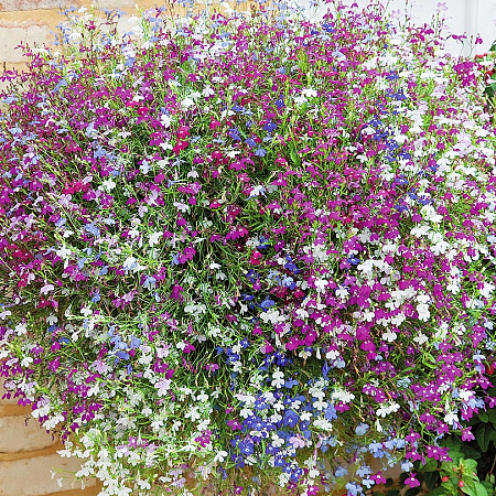 Фото Лобелия Каскадная Яркий набор