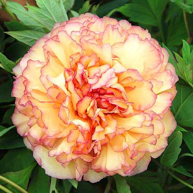 Фото Пион древовидный Кинко (Цзинь Ге)