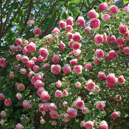Фото Роза плетистая-клаймбер Пьер де Ронсар
