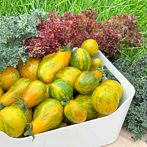 Помидор Сивка-бурка