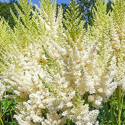 Астильба Айвори перлс