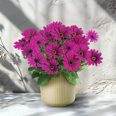 Фото Остеоспермум Санни Мэри