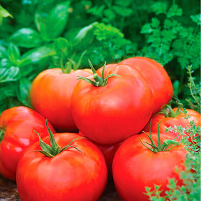 Помидор Белгородский