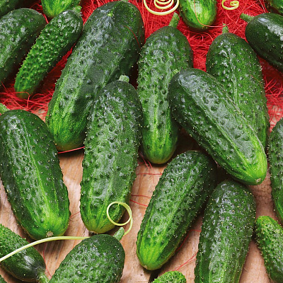 Огурец Наташа микс F1