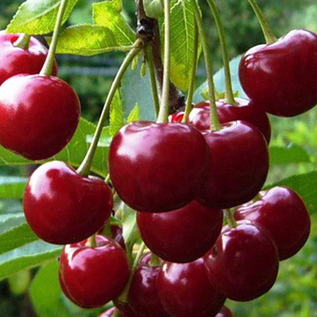 Фото Вишня Сабина