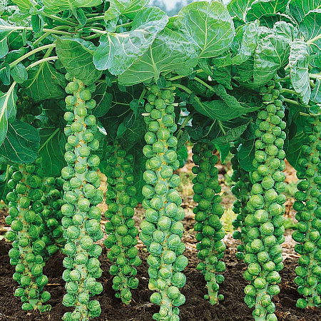 Фото Капуста брюссельская Орешки F1