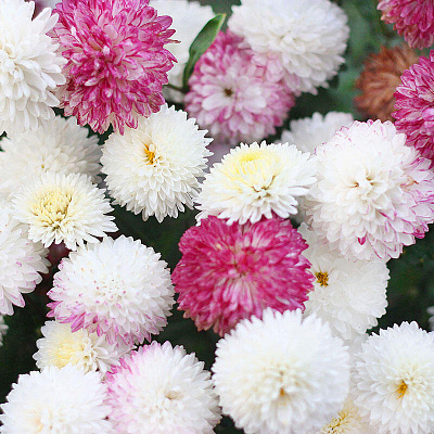 Хризантема корейская Умка