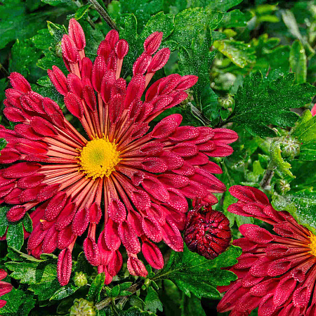 Фото Хризантема корейская Вересневый бисер