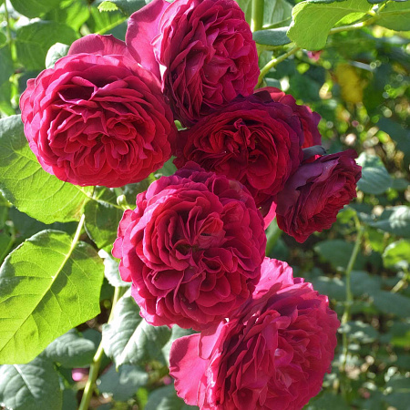 Фото Роза шрабовая Графиня Астрид фон Харденберг