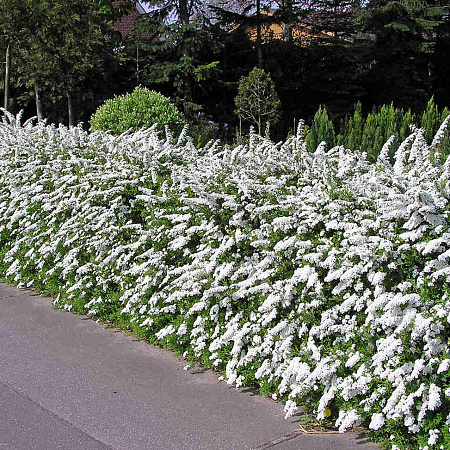 Фото Спирея серая Грефшейм