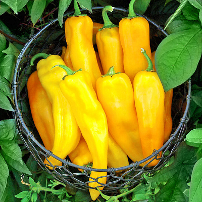 Перец сладкий Палермо жёлтый F1