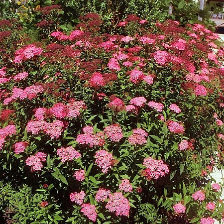 Фото Спирея японская Дартс Рэд