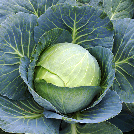Фото Капуста белокочанная Структура F1