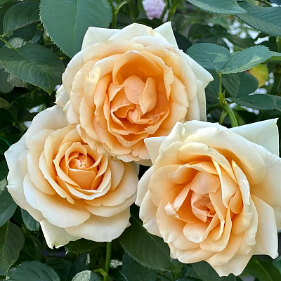 Роза чайно-гибридная Пич Аваланш