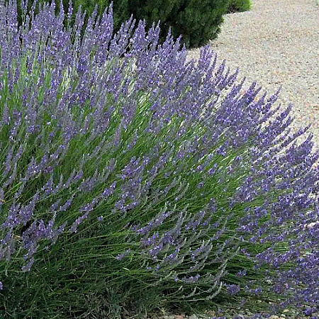 Фото Лаванда гибридная (лавандин) Гроссо