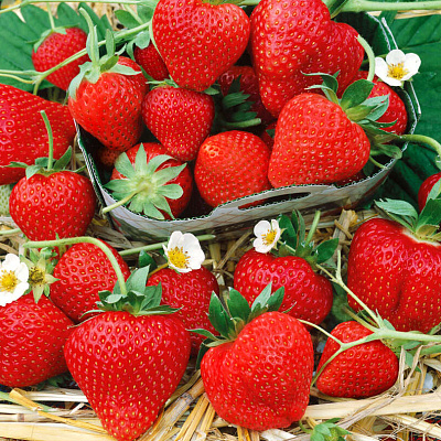 Земляника садовая Монтерей