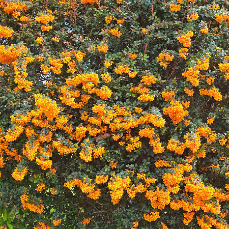 Фото Барбарис Дарвина