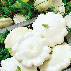 Патиссон Находка F1