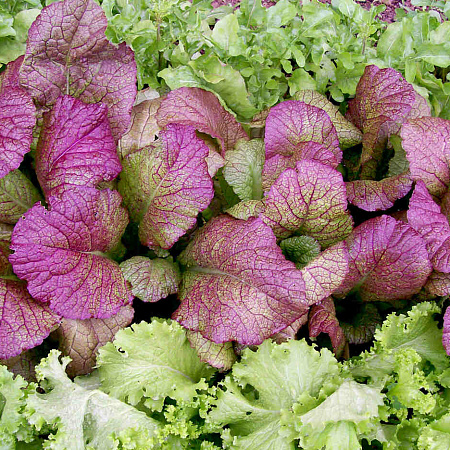 Фото Горчица Ред Джаинт листовая