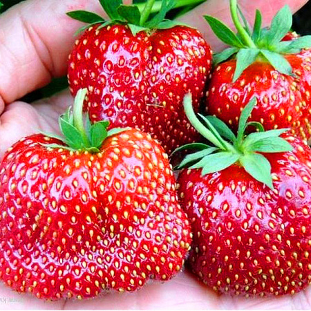 Фото Саженцы земляники садовой Кармен