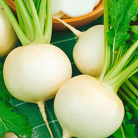 Фото Редька Беляночка