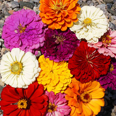 Цинния Набор Калифорнийские гиганты