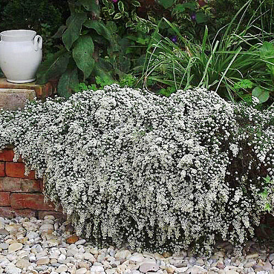 Астра вересковая Сноу флури