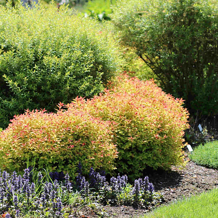 Фото Спирея японская Голдфлейм