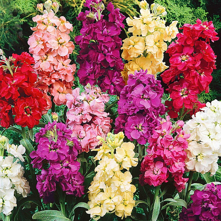 Фото Левкой Маммут Великолепный букет набор