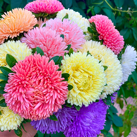 Фото Астра Хризантелла Яркий набор