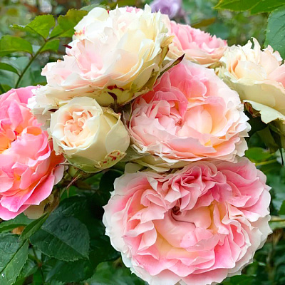 Роза плетистая-клаймбер Цезарь