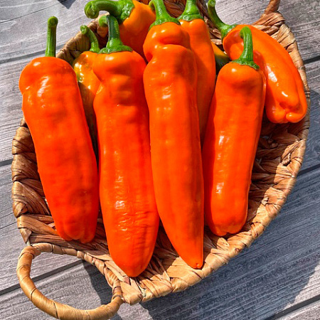 Фото Перец сладкий Палермо оранжевый F1